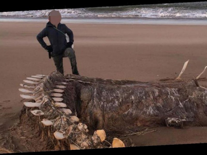 Một bộ xương khổng lồ dạt vào bờ được cho là của thủy quái  hồ Loch Ness.