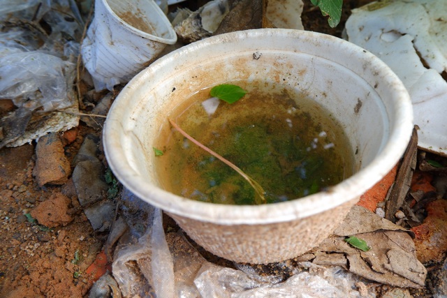 Đô thị hóa, ô nhiễm môi trường là nguyên nhân khiến sốt xuất huyết hoành hành ở các thành phố lớn