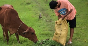 Nam sinh chăn bò, nhặt rau giúp mẹ đạt 9,75 điểm môn Văn