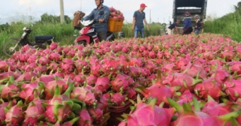 Thanh long tăng giá, nông dân an tâm sản xuất trở lại