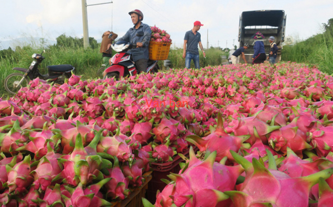 Hinh anh thu mua thanh long