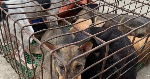 Nghệ An: Bắt giữ "cẩu tặc" chở 5 con chó trên đường đi tiêu thụ