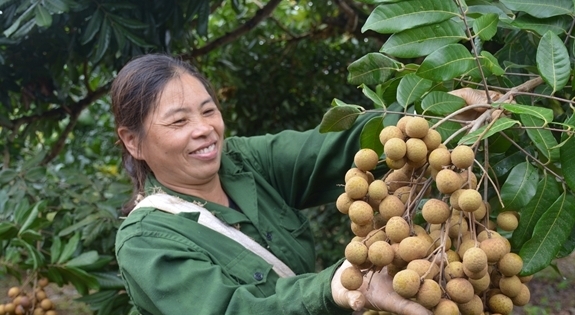 Chính thức công nhận thương hiệu ‘Nhãn Sơn La’