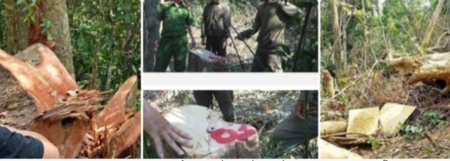 Giám đốc và 8 thuộc cấp bị truy tố vì để mất rừng gây thiệt hại gần 30 tỷ đồng.