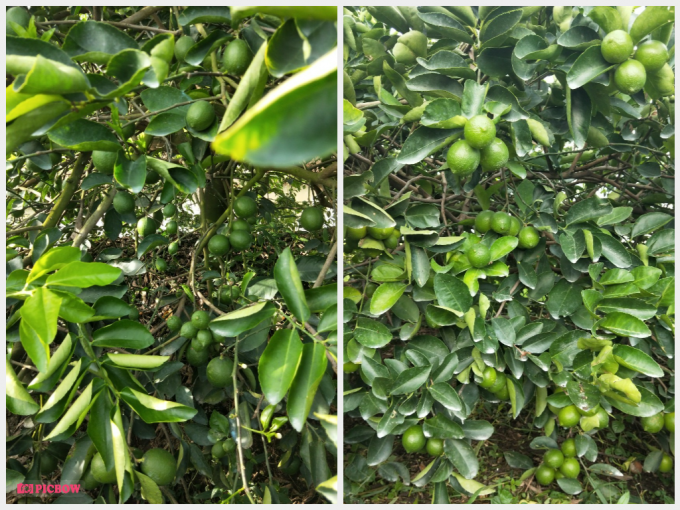 Chanh ko hat -ghep anh