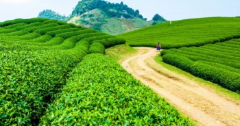 Tập đoàn TH ra mắt sản phẩm mới - Trà tự nhiên TH true TEA