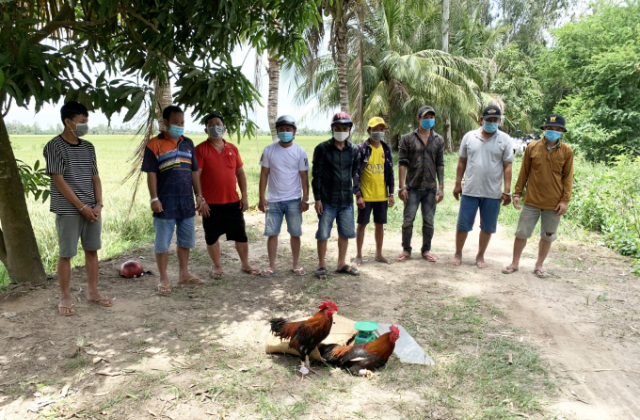 An Giang: Triệt xóa tụ điểm đá gà ăn tiền giữa đồng trong đợt dịch