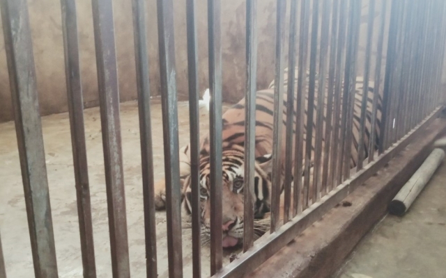 Vụ nuôi nhốt trái phép 17 cá thể hổ: Gia đình công an viên xã nuôi 3 con hổ