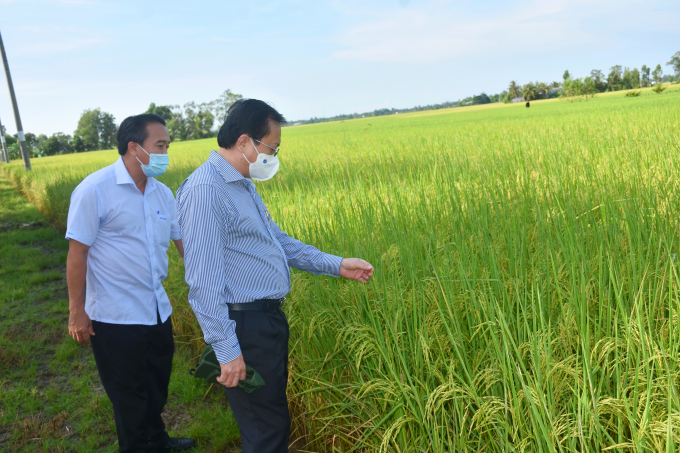 thu hoach lua Vinh Loi