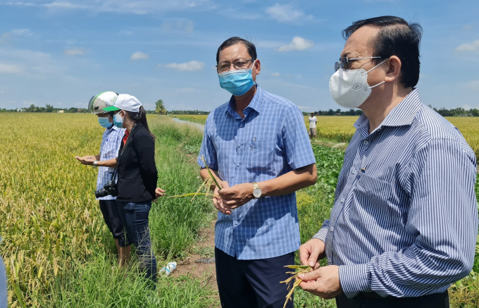 Thu hoach lua Hoa Binh-1