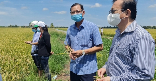 Bạc Liêu: Các địa phương hỗ trợ cho nông dân thu hoạch và tiêu thụ lúa