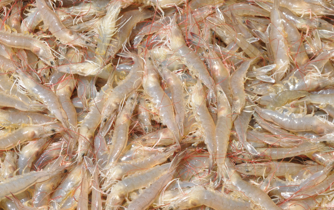 19.8 - Tom xuat khau