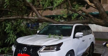 Hy hữu màn đỡ cây đổ đầy xót xa trong đêm mưa lớn tại Hà Nội: Lexus LX 570 giá chục tỷ bẹp rúm nóc xe