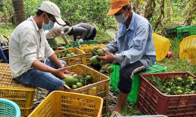 Hậu Giang: Người dân ở khu vực “vùng xanh” được tự do mua bán