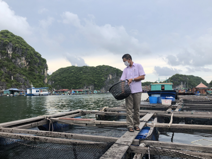 Lồng bè của gia đình ông Bùi Văn Luyện.