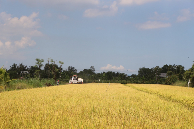 Những ruộng lúa bao la bát ngát quyện với mùi hương sữa ngọt dịu của “hạt ngọc trời” sẽ khiến ta như thả mình vào khoảng trời bình dị, thư thái của miền quê. Nếu là người con của vùng quê hương trồng lúa, dù có đi xa đến đâu thì hương lúa vẫn luôn khiến ta vấn vương và nhớ mãi.