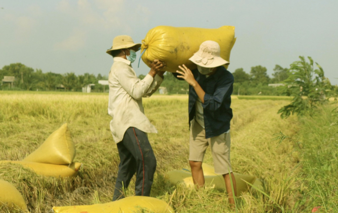 Bất chấp những giọt mồ hôi thấm đẫm lưng áo, người nông dân vẫn hạnh phúc thu hoạch không ngơi tay, bởi họ biết mỗi “hạt ngọc quý” được thu hoạch vào lúc này có thể mang lại nguồn sống cho hàng triệu người đang rất cần nơi vùng dịch. Họ hăng hái làm việc, mang theo những ước mong, hi vọng về một ngày đất nước đẩy lùi dịch bệnh, người dân lại sớm trở về cuộc sống ấm no như trước.