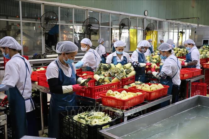 vna_potal_ninh_binh_diem_tua_tieu_thu_dua_cho_nong_dan_stand