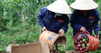 Doveco hỗ trợ nông dân Gia Lai phát triển bền vững cây chanh dây