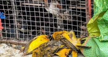 Mùa Vu lan và “vấn nạn” phóng sinh