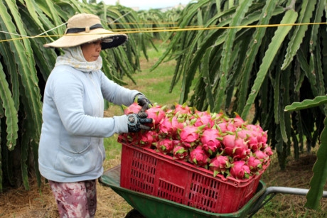 Nhiều n&ocirc;ng d&acirc;n trồng thanh long ở B&igrave;nh Thuận đ&atilde; từ bỏ VietGAP