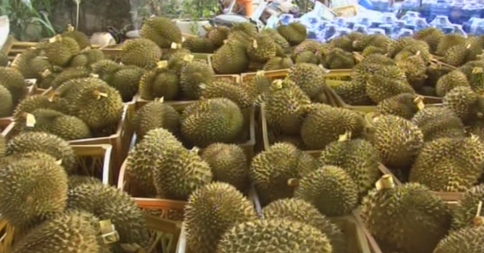 Sầu ri&ecirc;ng đ&atilde; được tẩm h&oacute;a chất.