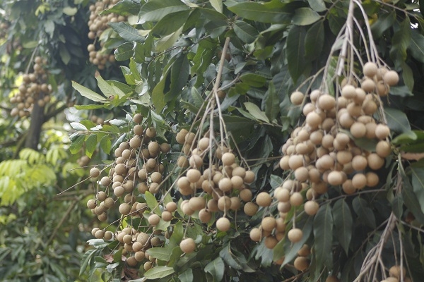 Những ch&ugrave;m nh&atilde;n sai trĩu quả.