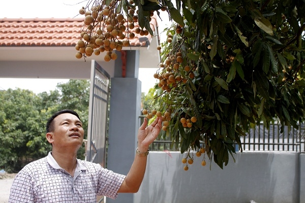 &Ocirc;ng Nguyễn Thanh Oai, chủ tịch UBND x&atilde; H&agrave;m Tử khẳng định kh&ocirc;ng c&oacute; chuyện người d&acirc;n d&ugrave;ng lưu huỳnh để ủ cho nh&atilde;n m&atilde; s&aacute;ng, quả v&agrave;ng.