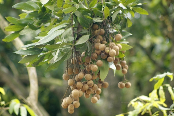 &Ocirc;ng Nguyễn Thanh Oai cho biết: