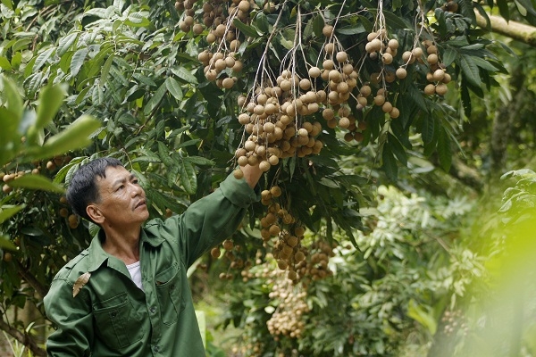 &Ocirc;ng Nguyễn Như Lập (54 tuổi), một người d&acirc;n trồng nh&atilde;n l&acirc;u năm tại th&ocirc;n An Cảnh, x&atilde; H&agrave;m Tử (Kho&aacute;i Ch&acirc;u- Hưng Y&ecirc;n) cho biết: &ldquo;B&acirc;y giờ nh&atilde;n đ&atilde; v&agrave;o m&ugrave;a, kh&ocirc;ng biết gi&aacute; cả đắt rẻ thế n&agrave;o, người d&acirc;n rất thấp th&oacute;p v&agrave; lo lắng, nay lại nghe tin c&oacute; b&agrave;i b&aacute;o viết về việc người d&acirc;n nơi đ&acirc;y d&ugrave;ng lưu huỳnh &nbsp;để ủ l&agrave;m s&aacute;ng quả g&acirc;y hoang mang cho người ti&ecirc;u d&ugrave;ng, ảnh hưởng trực tiếp đến kinh tế của b&agrave; con.