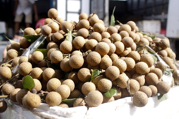 Những ch&ugrave;m nh&atilde;n v&agrave;ng &oacute;ng, quả to được người d&acirc;n bẻ v&agrave; đem ra chợ b&aacute;n.