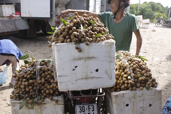 &Ocirc;ng Lập cho biết th&ecirc;m, c&aacute;c năm trước mất m&ugrave;a, d&acirc;n gặp nhiều kh&oacute; khăn. Năm nay d&acirc;n được m&ugrave;a nhưng kh&ocirc;ng biết gi&aacute; cả thế n&agrave;o, d&acirc;n rất lo lắng nay lại thấy th&ocirc;ng tin như tr&ecirc;n n&ecirc;n b&agrave; con rất hoang mang.