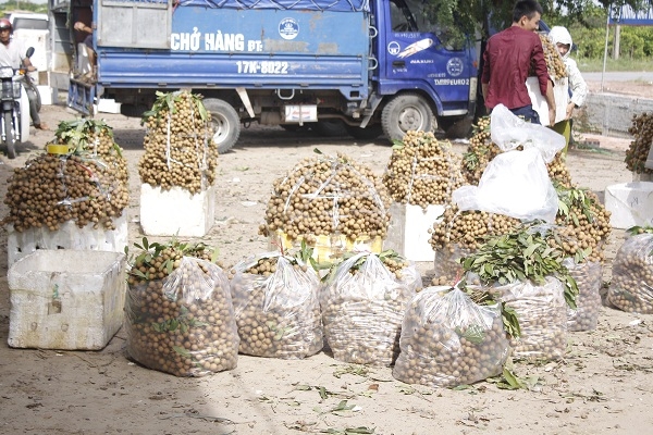 Hiện tại gi&aacute; nh&atilde;n b&aacute;n cho c&aacute;c con bu&ocirc;n c&oacute; gi&aacute; giao động từ 20 - 25 ngh&igrave;n/kg.