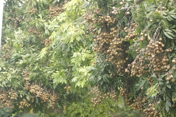 Để đượcnhững vườn nh&atilde;n như thế n&agrave;y, người d&acirc;n mất rất nhiều c&ocirc;ng chăm s&oacute;c.