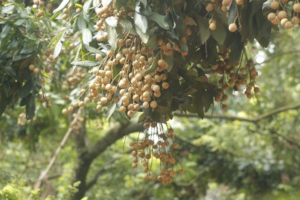 Hưng Y&ecirc;n: &ldquo;Kh&ocirc;ng c&oacute; chuyện người d&acirc;n d&ugrave;ng lưu huỳnh để x&ocirc;ng l&agrave;m v&agrave;ng quả, s&aacute;ng m&atilde; cho nh&atilde;n&rdquo;