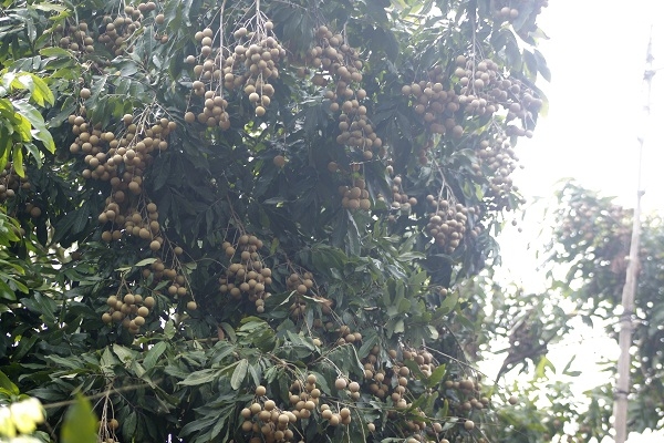 Hưng Y&ecirc;n: &ldquo;Kh&ocirc;ng c&oacute; chuyện người d&acirc;n d&ugrave;ng lưu huỳnh để x&ocirc;ng l&agrave;m v&agrave;ng quả, s&aacute;ng m&atilde; cho nh&atilde;n&rdquo;