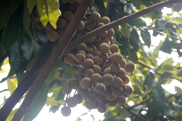 Hưng Y&ecirc;n: &ldquo;Kh&ocirc;ng c&oacute; chuyện người d&acirc;n d&ugrave;ng lưu huỳnh để x&ocirc;ng l&agrave;m v&agrave;ng quả, s&aacute;ng m&atilde; cho nh&atilde;n&rdquo;