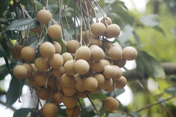 Hưng Y&ecirc;n: &ldquo;Kh&ocirc;ng c&oacute; chuyện người d&acirc;n d&ugrave;ng lưu huỳnh để x&ocirc;ng l&agrave;m v&agrave;ng quả, s&aacute;ng m&atilde; cho nh&atilde;n&rdquo;