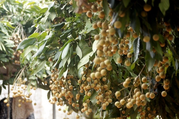 Giống nh&atilde;n Miền Thiết nức tiếng Hưng Y&ecirc;n c&oacute; m&agrave;u v&agrave;ng tự nhi&ecirc;n khi vẫn c&ograve;n ở tr&ecirc;n c&acirc;y.