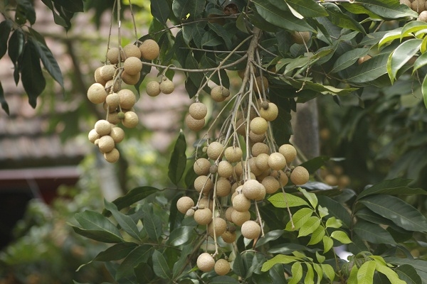 &nbsp;Chứ kh&ocirc;ng phải phun thuốc hoặc d&ugrave;ng chất k&iacute;ch th&iacute;ch g&igrave; như th&ocirc;ng tin đồn đại sại sự thật trước đ&oacute;.