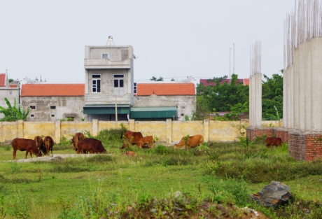 Nhiều hộ d&acirc;n địa phương cho hay, do kh&ocirc;ng thấy dự &aacute;n tiếp tục triển khai n&ecirc;n họ đ&atilde; tận dụng để chăn thả tr&acirc;u b&ograve;.
