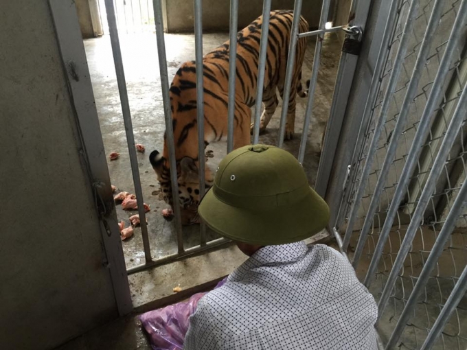 Một c&aacute; thể Hổ được nu&ocirc;i tại Khu du lịch sinh th&aacute;i H&ograve;n Nhạn.