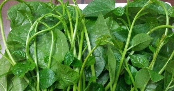 Bài thuốc quý từ rau mồng tơi