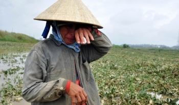 "Cá ung thư", "nhãn lưu huỳnh" – xin đừng bất nhẫn với nhà nông!