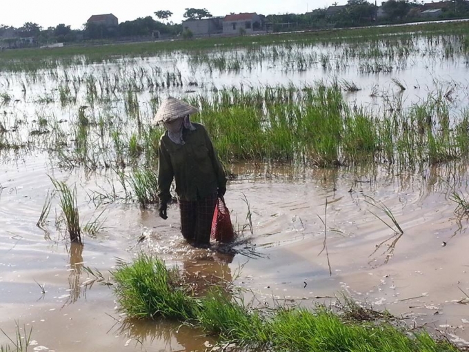 Nghề bắt ốc bưu v&agrave;ng đem lại thu nhập ổn định cho nhiều hộ gia đ&igrave;nh