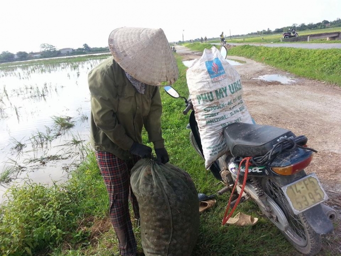 Sau khi bắt xong ốc được cho n&ecirc;n xe vận chuyển về.