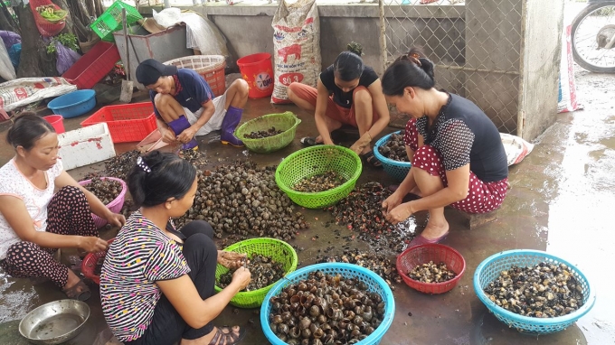 Nghề nhể ốc giải quyết c&ocirc;ng ăn việc l&agrave;m ở n&ocirc;ng th&ocirc;n.