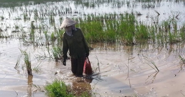 Làm giàu từ hiểm họa ốc bươu vàng