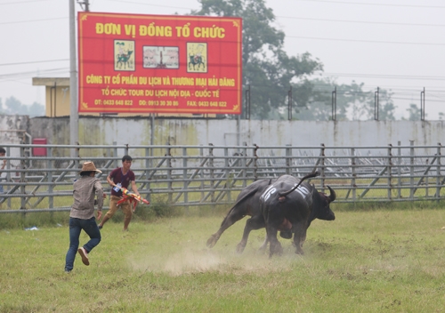 Hội thi tr&acirc;u khỏe được UBND huyện Ph&uacute;c Thọ giao 2 đơn vị tư nh&acirc;n thực hiện.