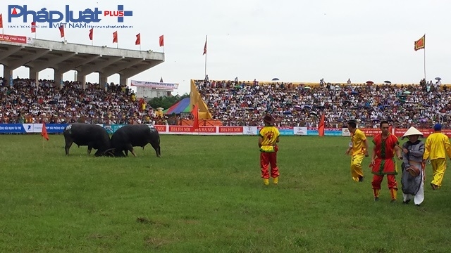 Cặp tr&acirc;u đầu ti&ecirc;n thi đấu trong tiếng reo vang của kh&aacute;n giả.              Rất đ&ocirc;ng người h&acirc;m mộ kh&ocirc;ng mua được v&eacute; v&agrave;o s&acirc;n khi kh&aacute;n đ&agrave;i chật cứng.                    Nhiều người phải chọn xem qua m&agrave;n h&igrave;nh ti vi ở ph&iacute;a ngo&agrave;i s&acirc;n.